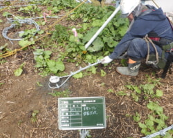 施工状況(3) 主索ケーブル設置状況