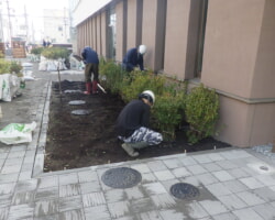 施工状況(21) 植栽